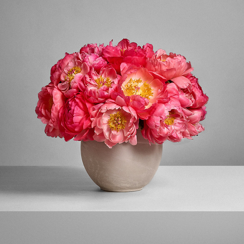 Coral Peonies