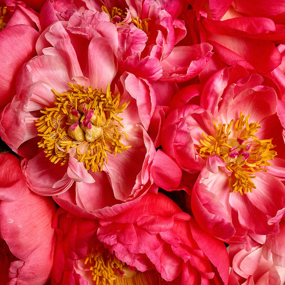 Molly's Coral Peonies