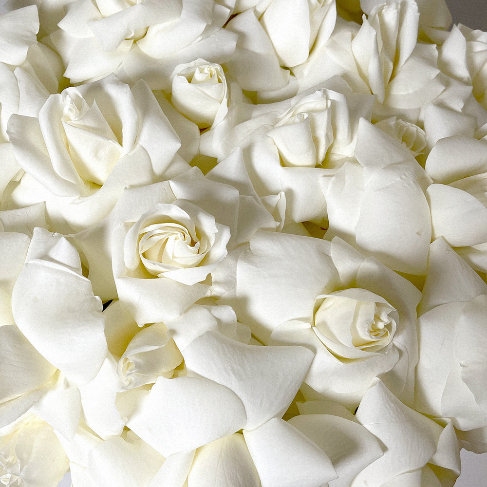 Beautiful White Roses Flowers Images | Best Flower Site