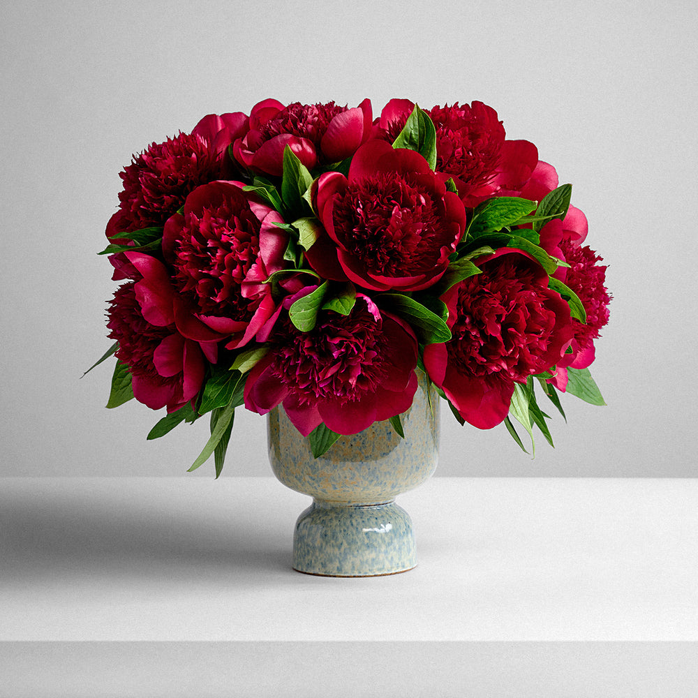 Burgundy Peonies