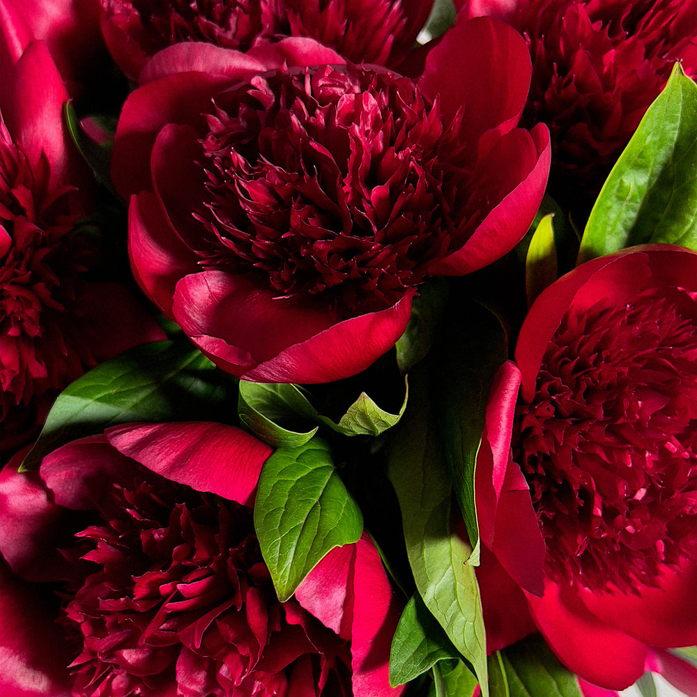 Burgundy Peonies