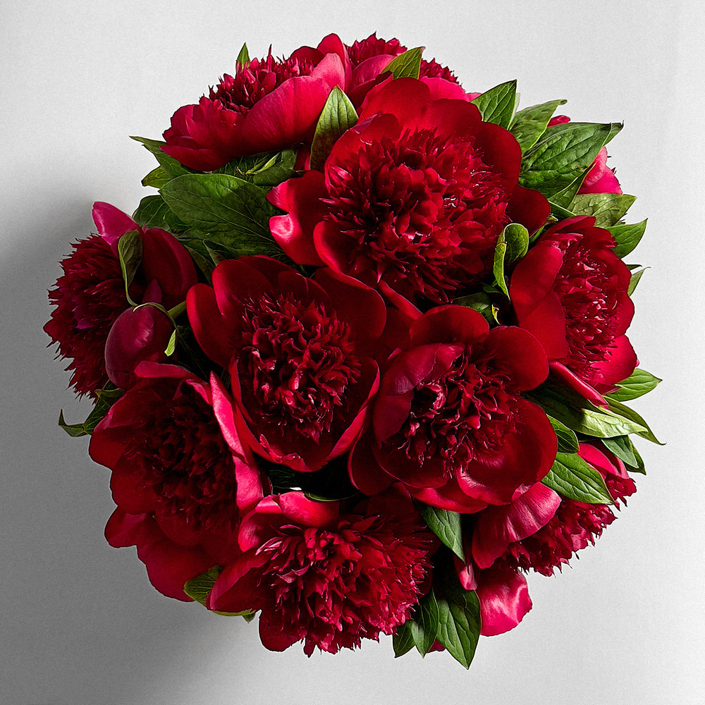Burgundy Peonies