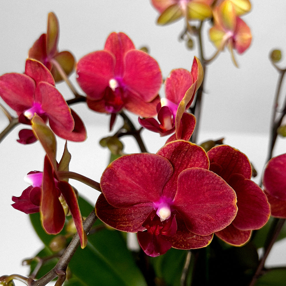 Miniature Orchids