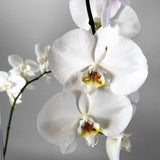 Cascading Orchids