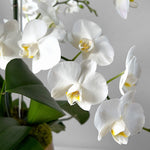 Cascading Orchids